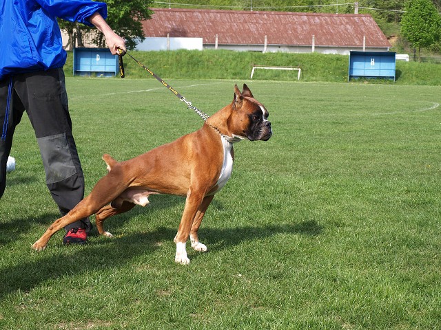 www.atibox.net * www.euroboxer.eu * www.boxergenealogia.eu